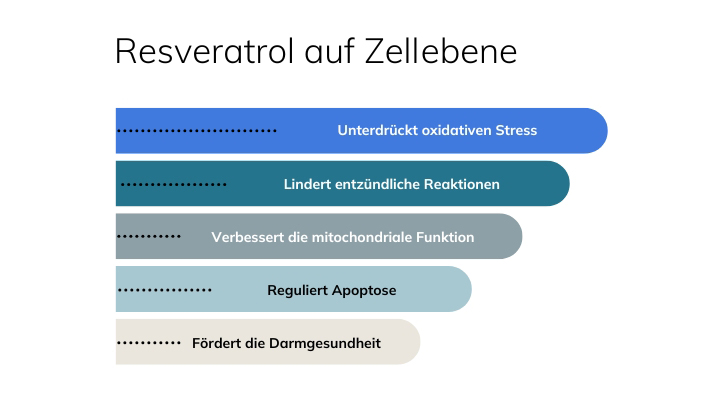 Resveratrol Wirkung auf Zellebene