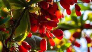 Berberine