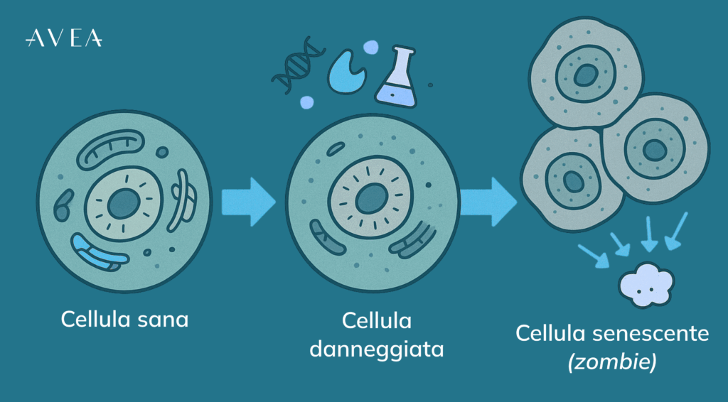 Cosa Sono le Cellule Zombie