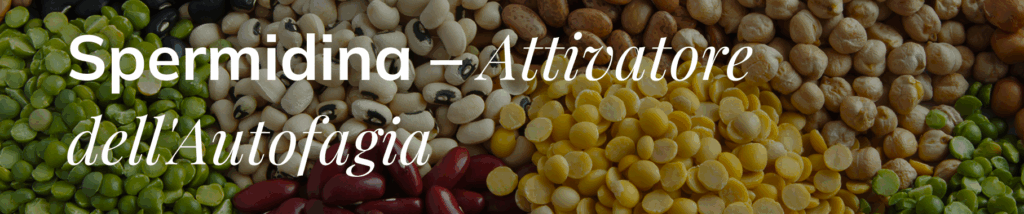 Spermidina