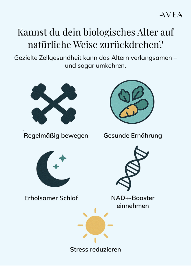 Kann man das biologische Alter auf natürliche Weise reduzieren