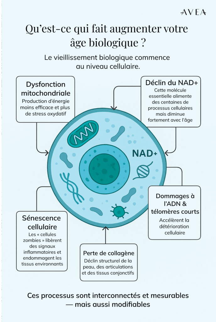 Qu'est-ce qui fait augmenter votre âge biologique