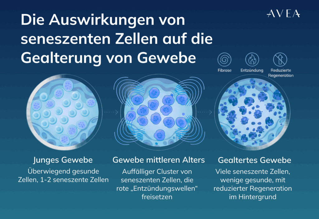 Die Auswirkungen von seneszenten zellen auf die halterung von gewebe