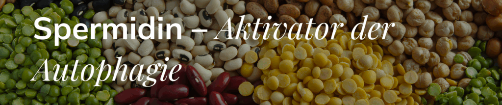 Spermidin - Aktivator der Autophagie