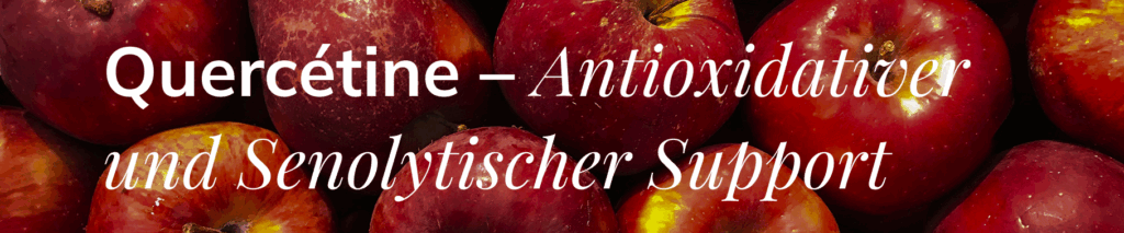 Quercetine - Antioxidative und senolytischer support