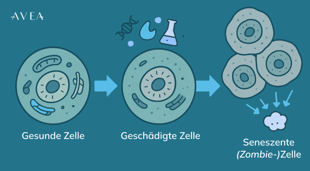 Was sind Zombiezellen – und warum sind sie problematisch?