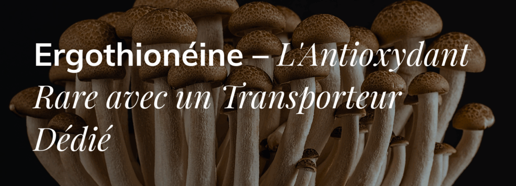 Ergothionéine