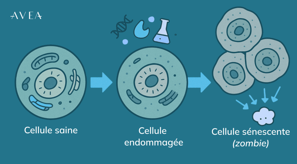 Que sont les cellules zombies (cellules sénescentes) et pourquoi constituent-elles un problème ?