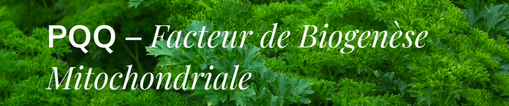 PQQ
