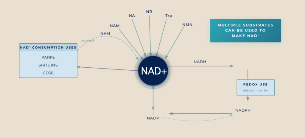NAD+